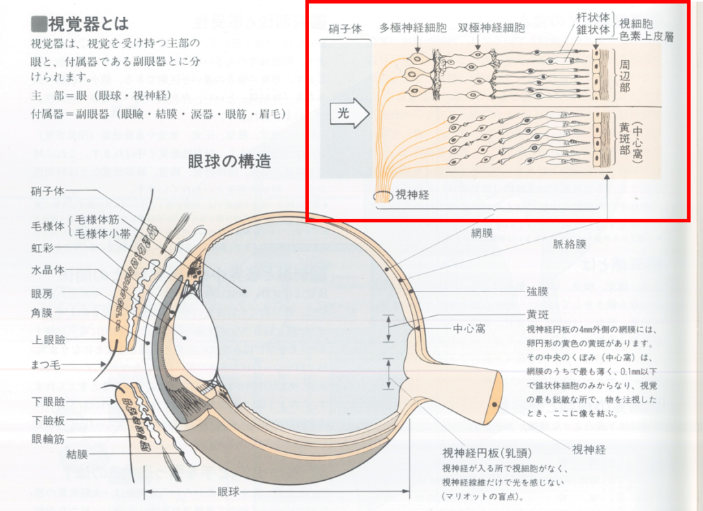 ヒトの眼が物体と色を認識する仕組みを簡単に解説