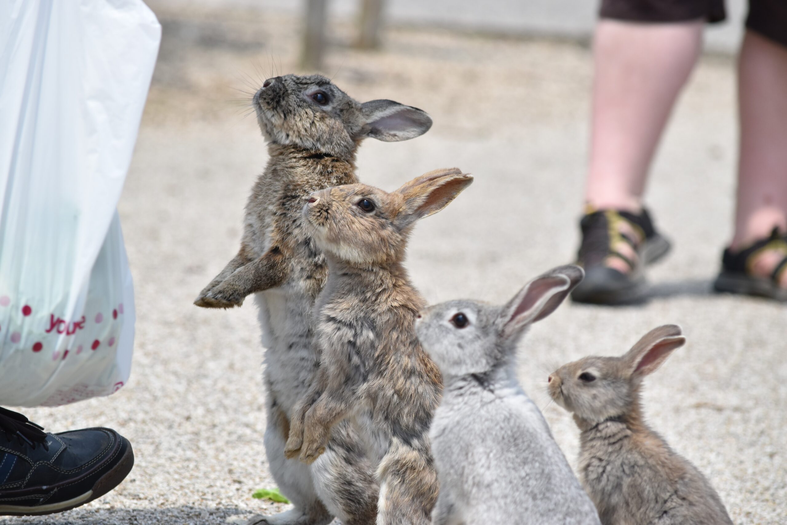立ち上がってこちらを見る複数のうさぎ