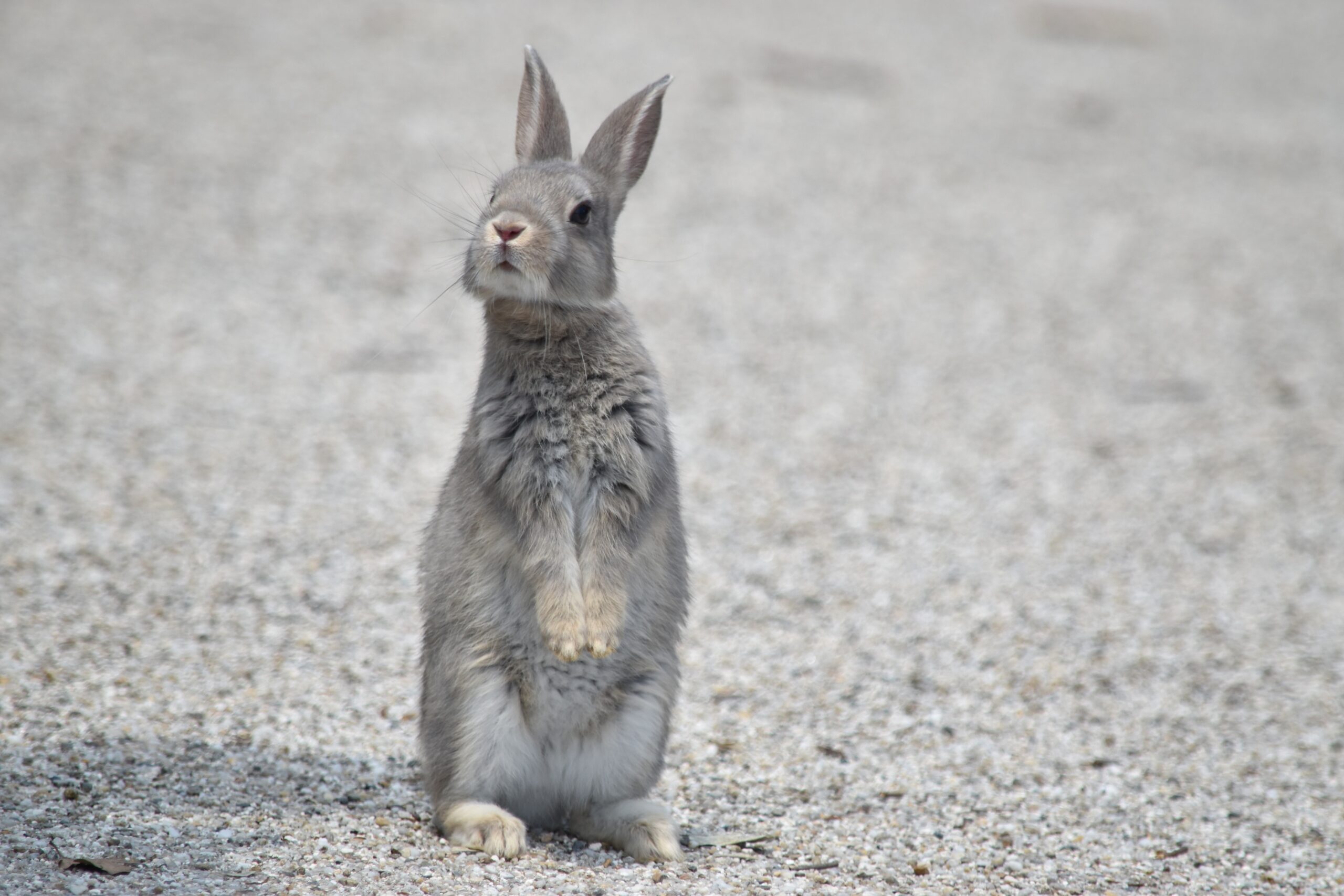 耳を立てて落ち着いた表情を見せるうさぎ