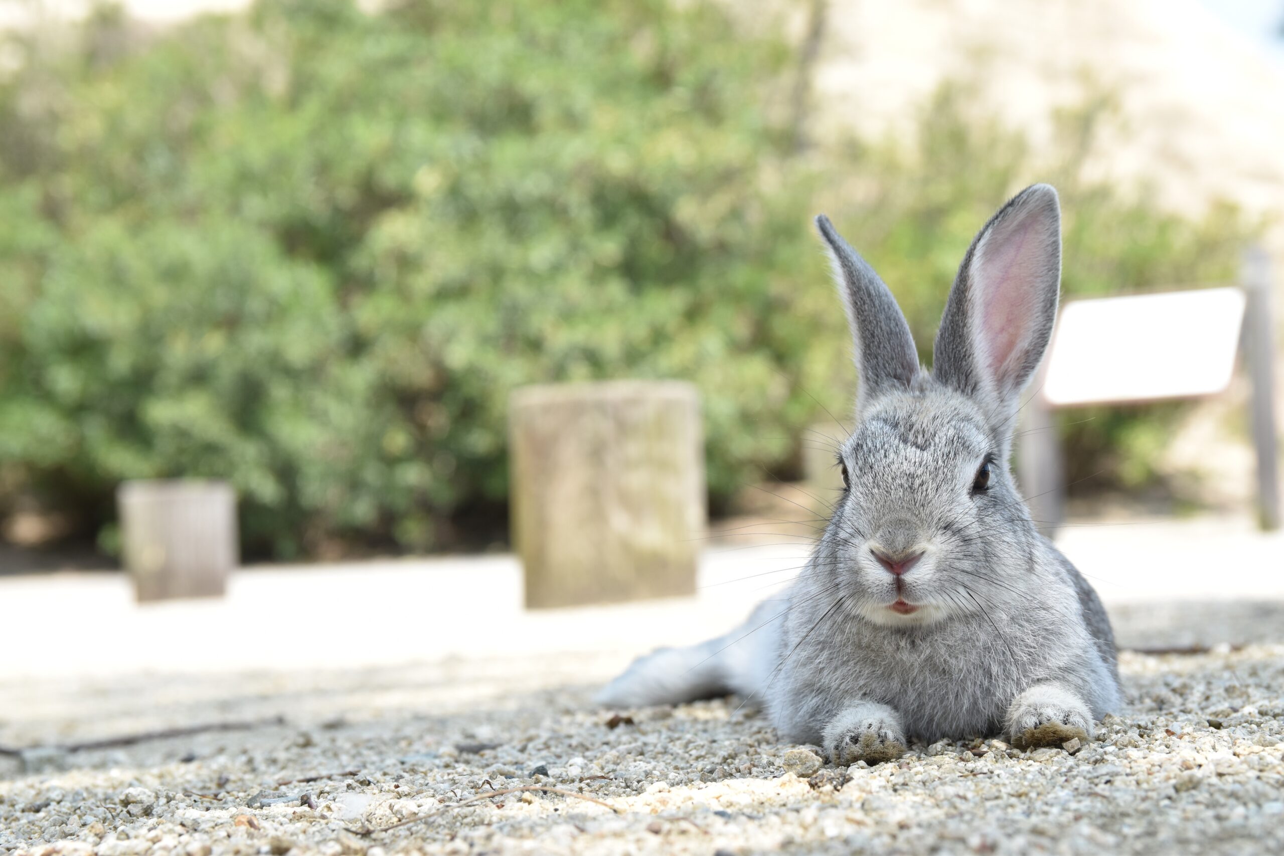 地面にのびて休む灰色のうさぎ