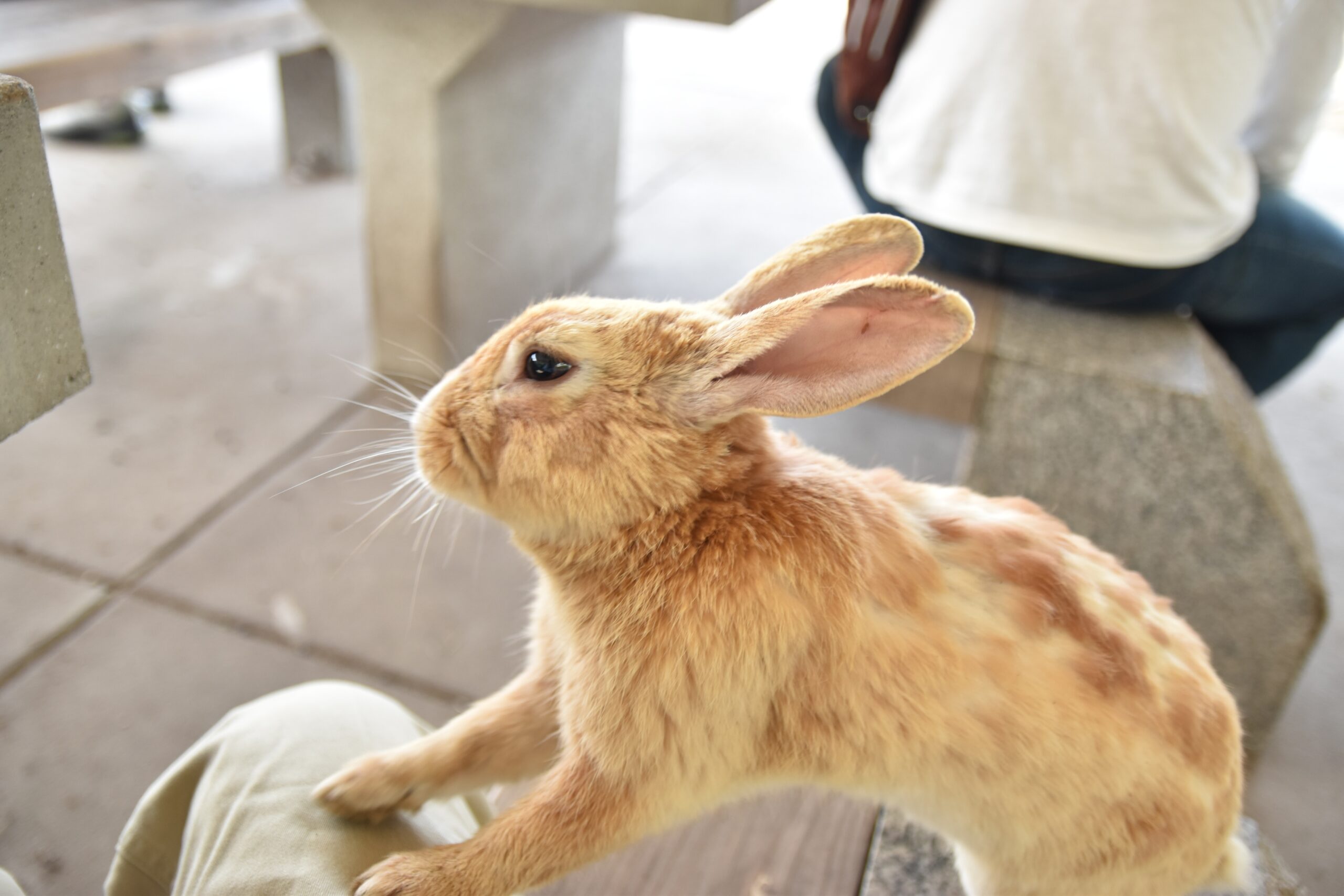 少し横からこちらを見るうさぎ