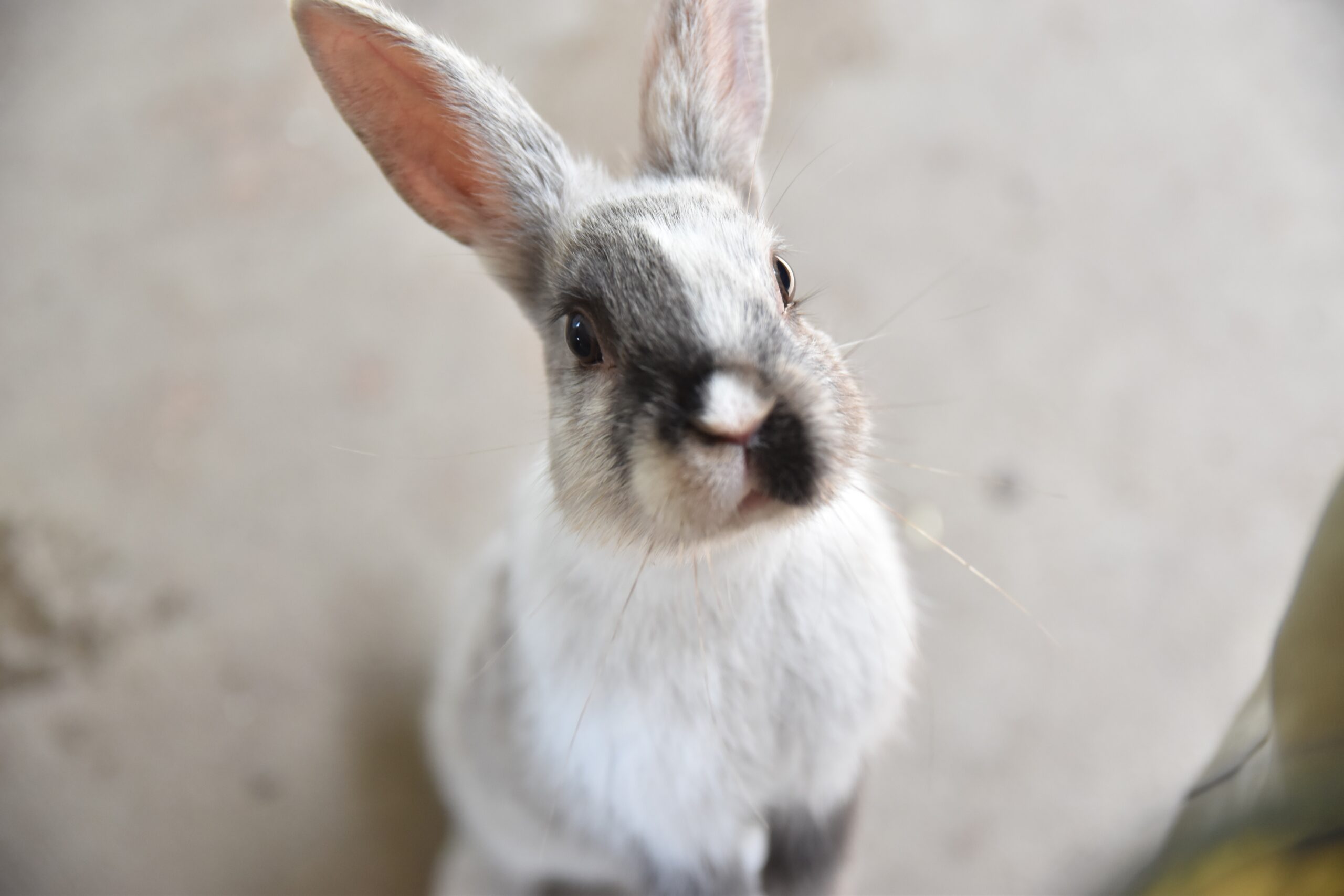 鼻先が印象的な白黒模様のうさぎのアップ