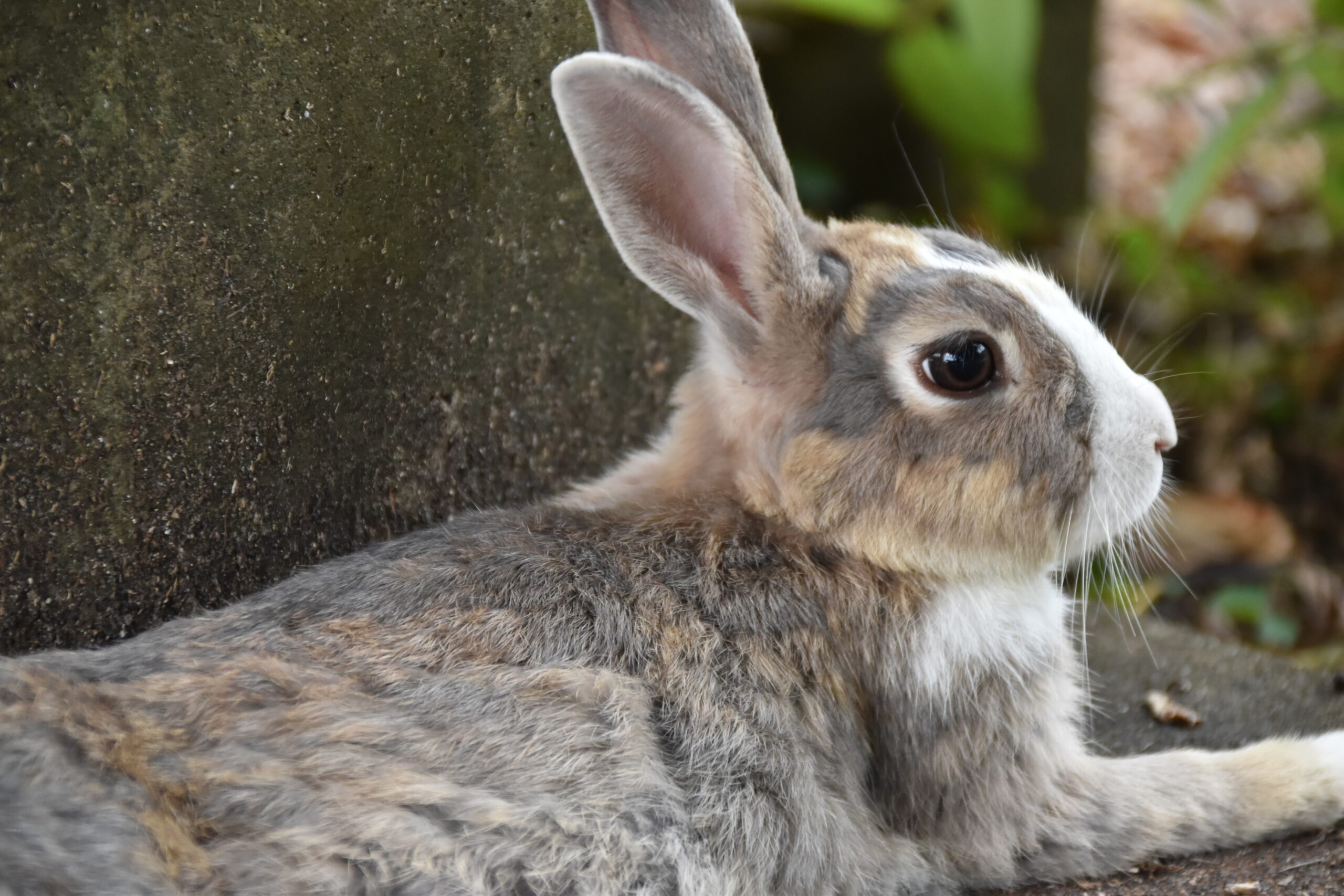 静かにたたずむうさぎ
