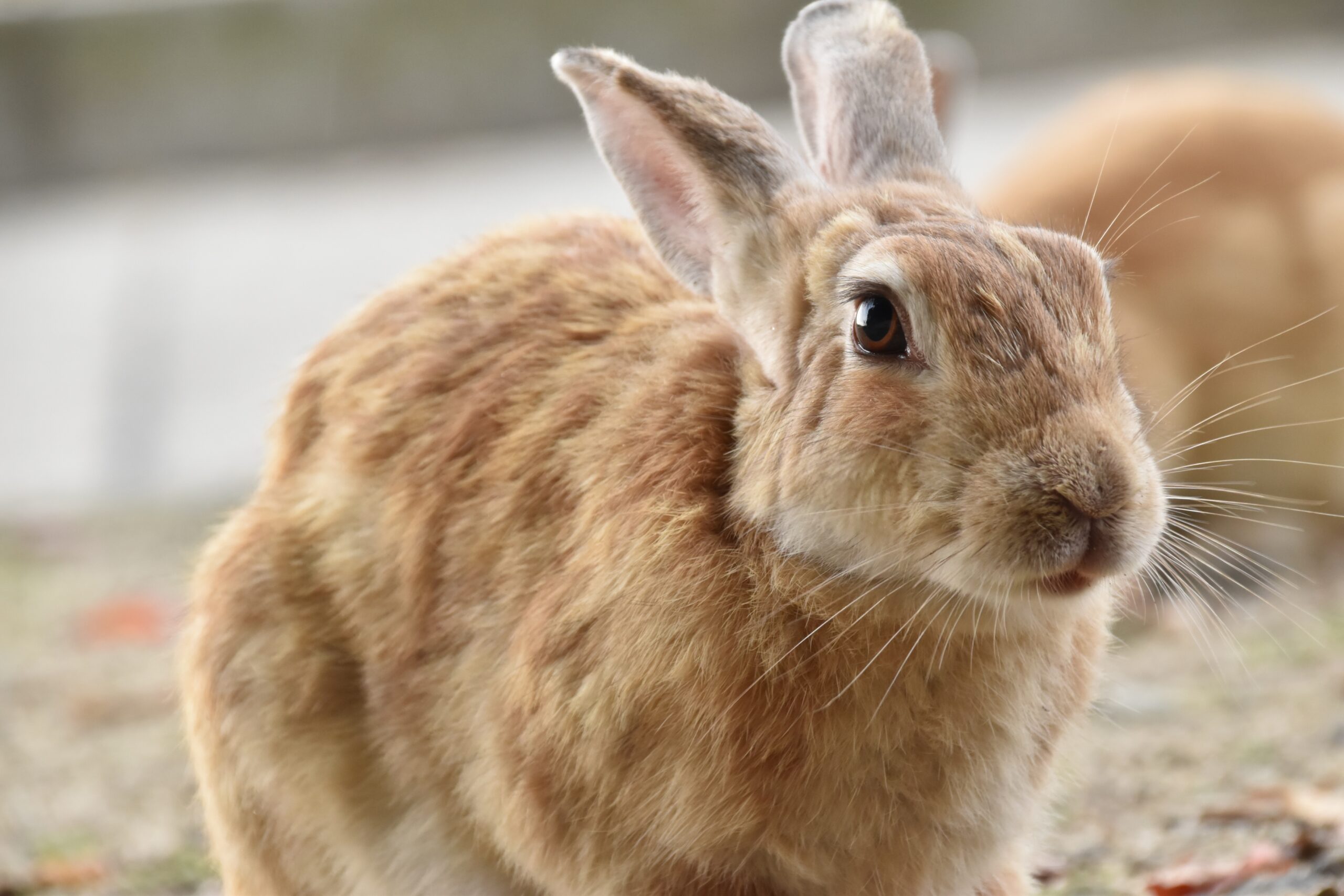 葉っぱを前にしたうさぎの寄り