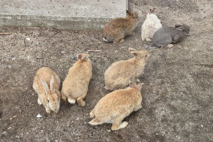 地面の上にまとまっている複数のうさぎ