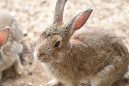複数のうさぎが集まっている様子