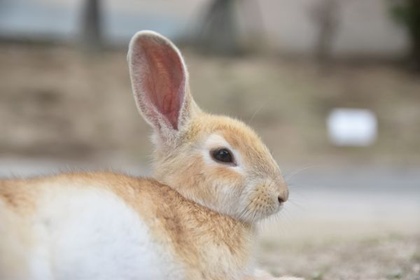 まとまって座るうさぎたち