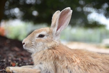 木陰で丸くなって休むうさぎ