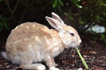 地面で休んでいるうさぎ