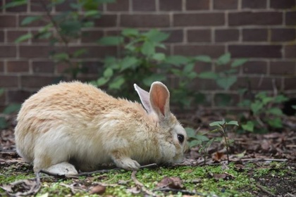静かに休むうさぎの後ろ姿