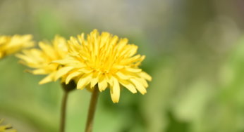 【初心者向け】花の写真の撮り方5つのコツ｜レンズ選び・構図・アングルで可愛く撮ろう