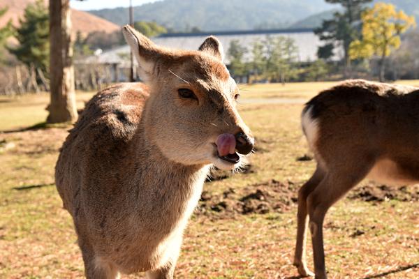 逆光の中で鹿の輪郭や毛並みが光って見える写真