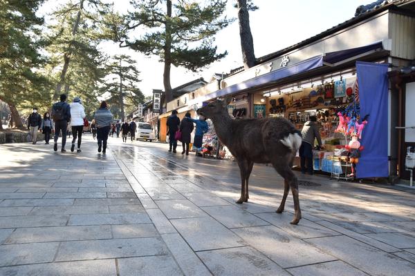 日差しの中で鹿と参道の風景が逆光気味に写る写真