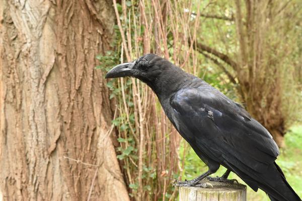 黒い鳥と木の質感の対比から形と表面が見えてくる写真