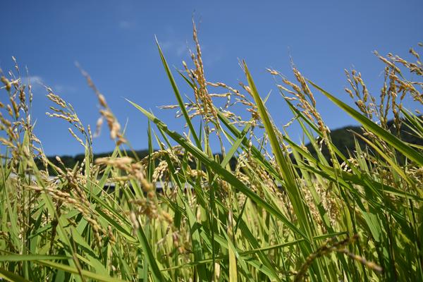 目線の高さを変えることで景色の見え方が変わることがわかる写真
