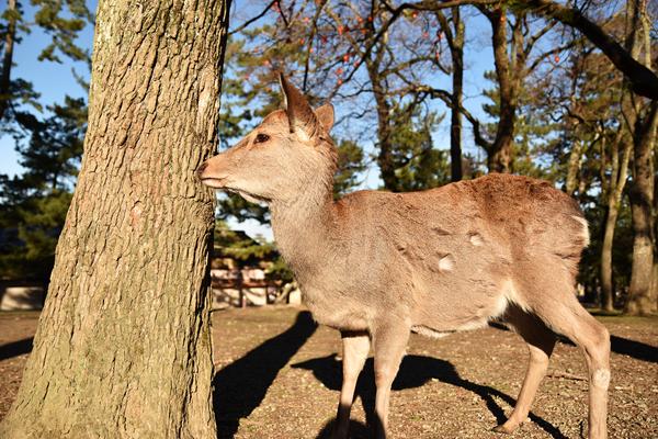 鹿のいる公園で、観光地なのに少し歩く速度が落ちる入口の時間を写した写真