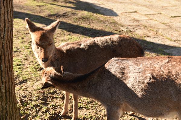 人と鹿の距離感がやわらかく、その場の空気を変えている旅先の写真