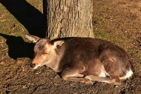 街や公園の中に鹿がいる自然さと不思議さが同時に見える旅先の写真