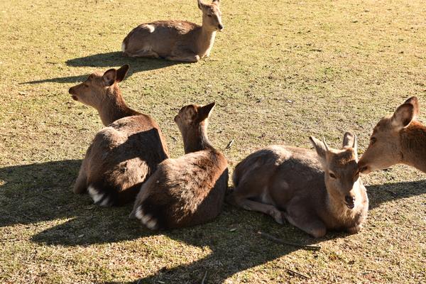 光の入り方で鹿が風景の一部として見える時間を写した写真
