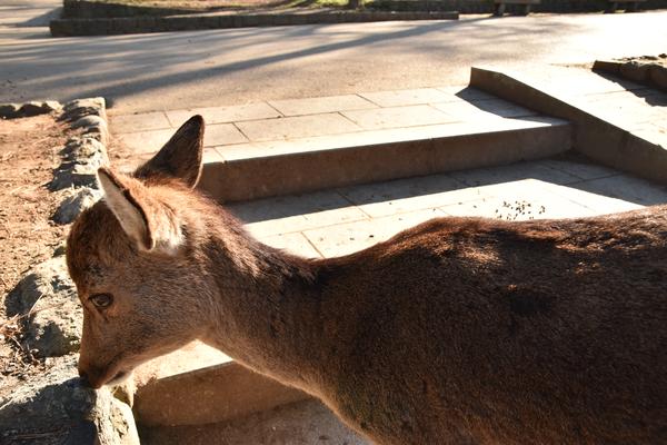 休んでいるような時間が旅の歩調を遅くすることが伝わる鹿の写真