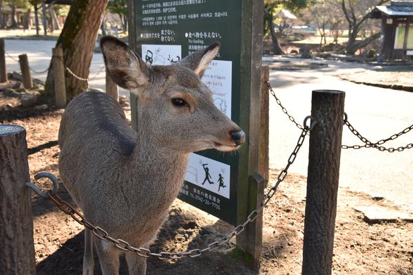 その場所の名前より先にその時間の感じが残る終盤の鹿のいる風景写真