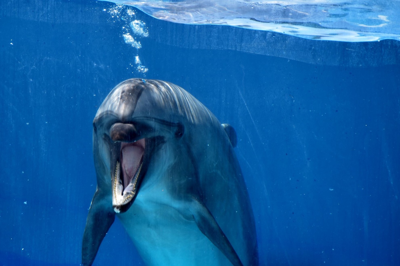 沖縄で出会った海の生きものの身体の線や質感がよく見える写真