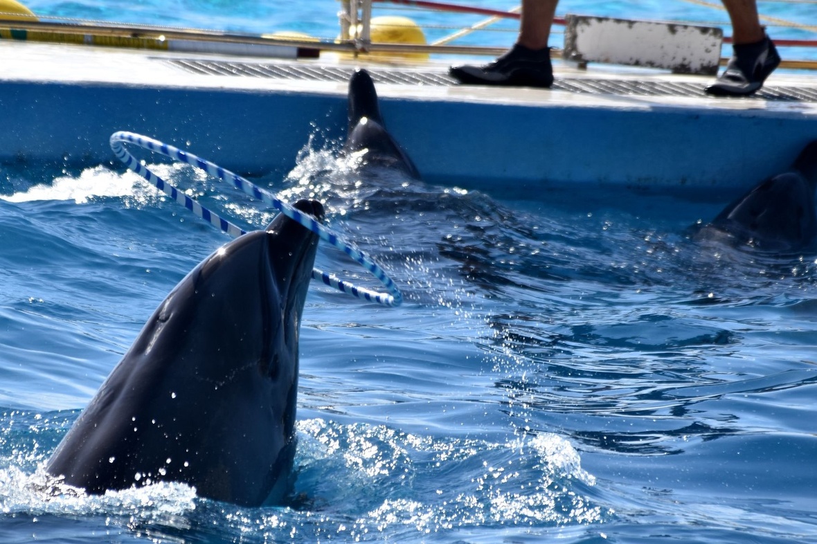 イルカなどが動きのある瞬間を見せている写真