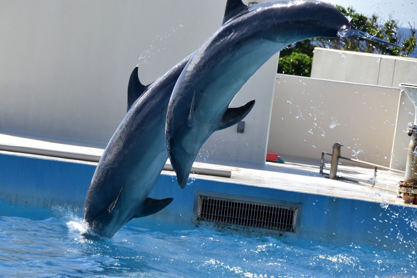 大きな海の生きものの迫力や質量感が伝わる写真