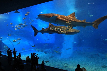 ザトウクジラなど大きな海の生きものとの出会いを感じさせる写真