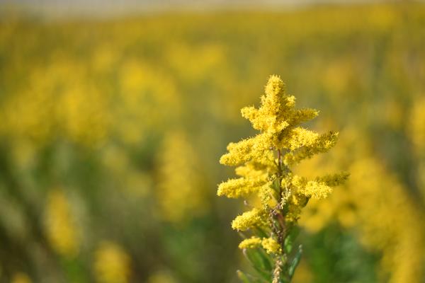 暖かい自然光で全体がやわらかく見える写真