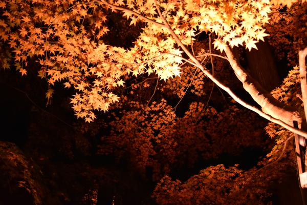 暖色の人工照明で全体がオレンジ寄りに見える写真