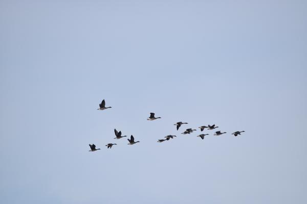 小さな被写体と大きな空の対比が印象的な写真