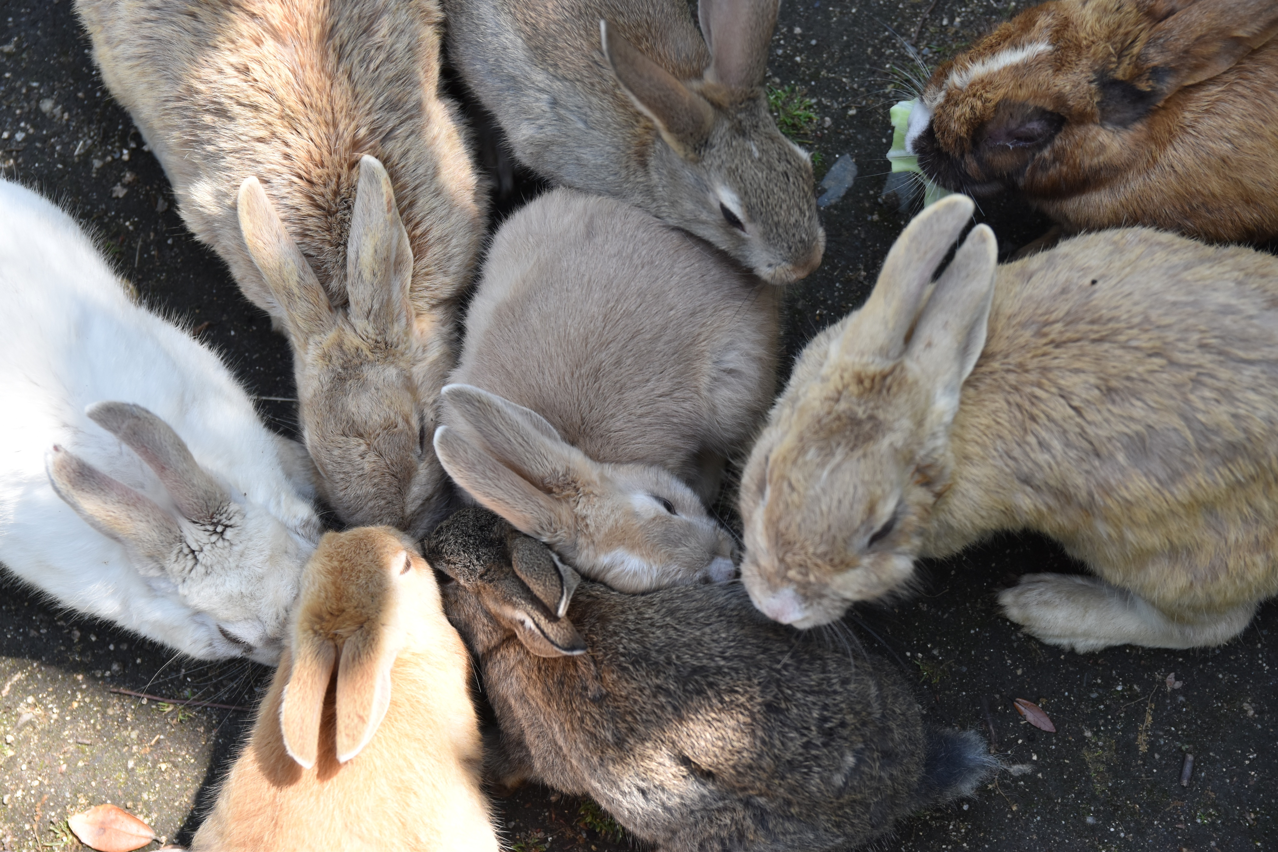 近くにいながら少し間をあけて座る複数のうさぎ