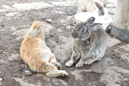 同じ方向を向きながらも少し距離を保つうさぎたち