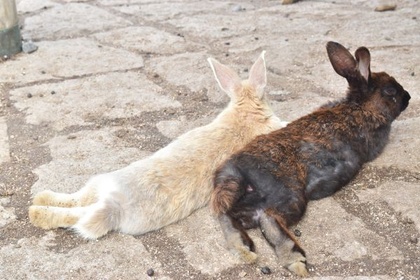 近くにいながらそれぞれ別のことをしているうさぎたち