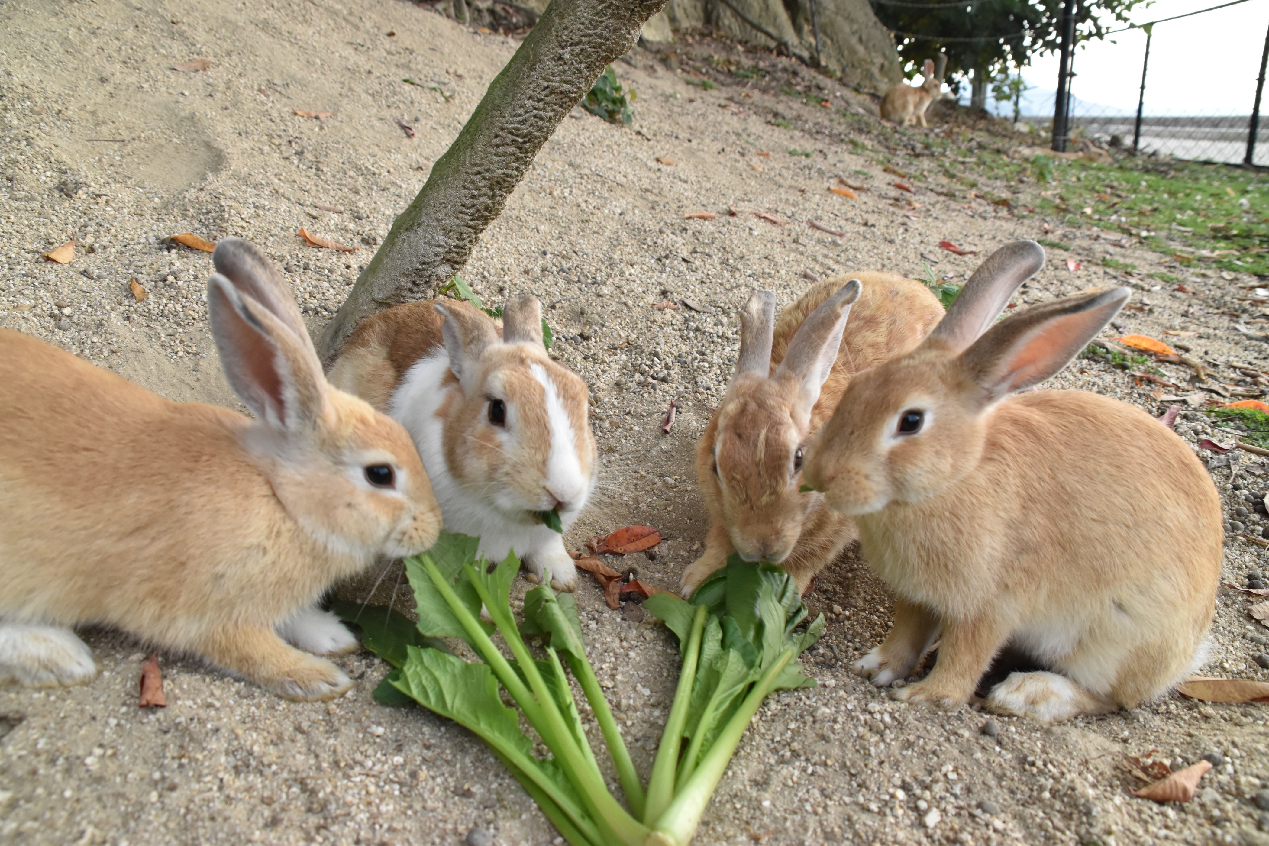 少し離れながらも同じ景色の中に収まっているうさぎたち