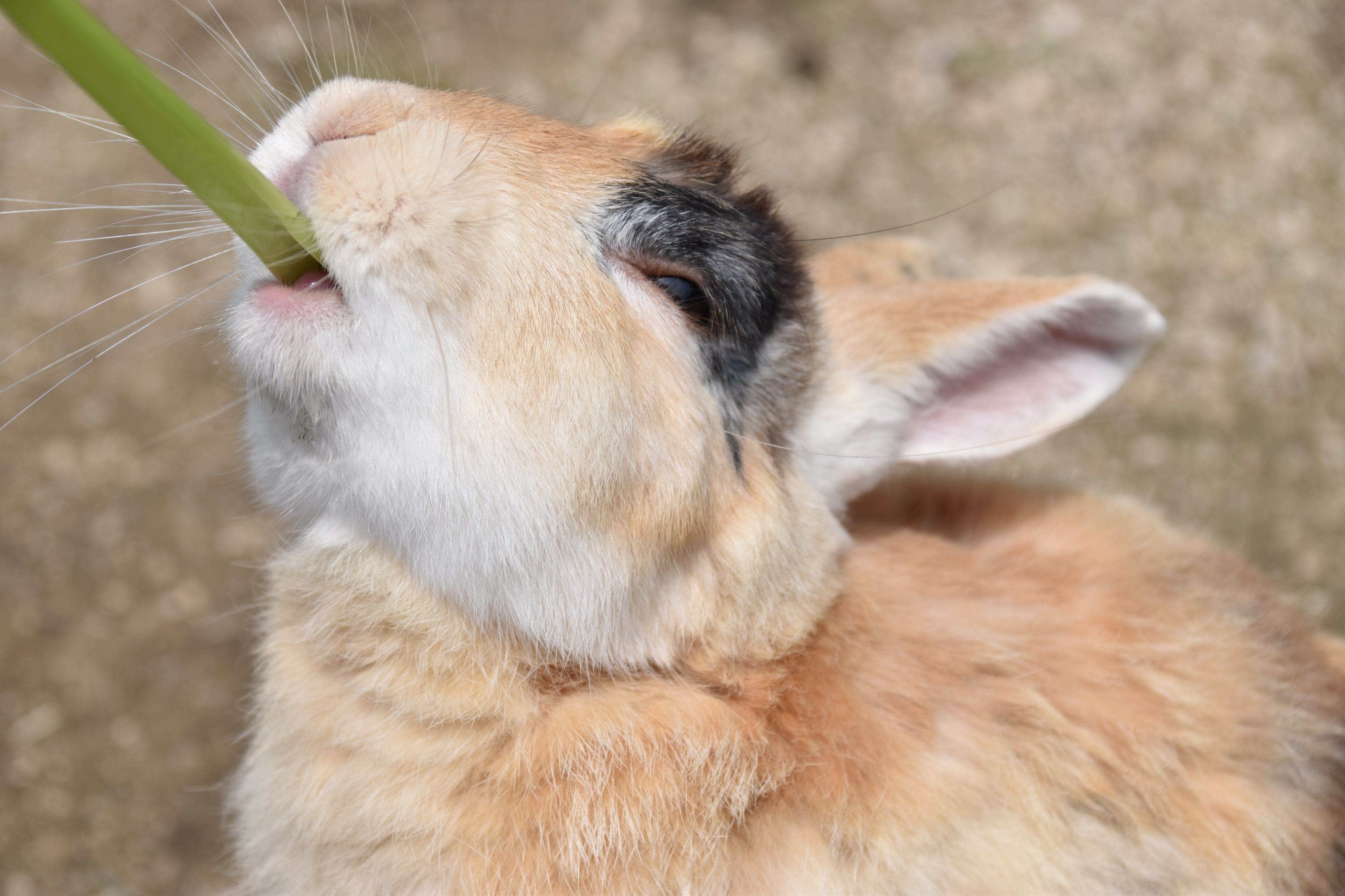 横から口元が見えるように葉っぱを食べているうさぎ
