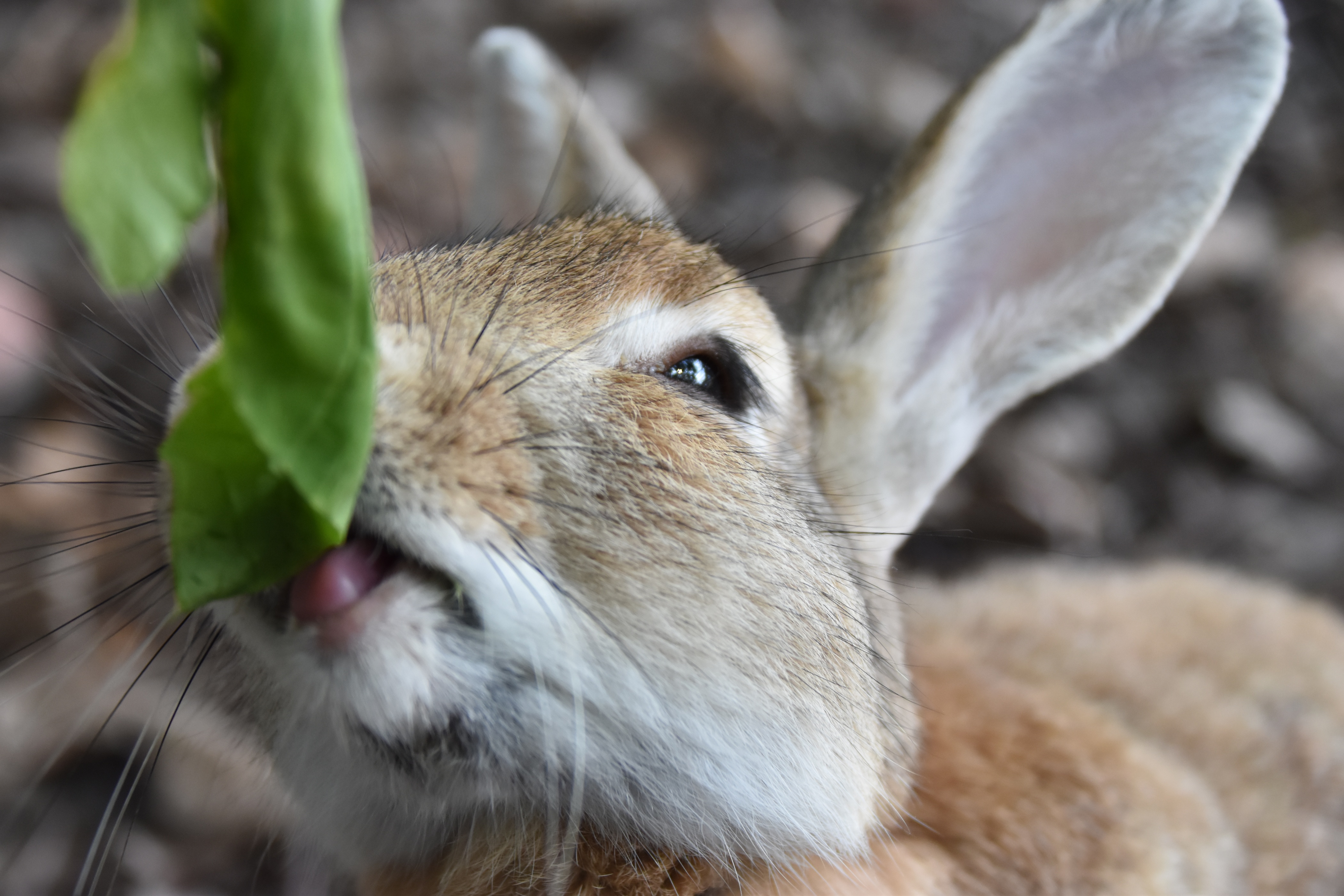 葉っぱを正面から口元に引き込むように食べているうさぎ