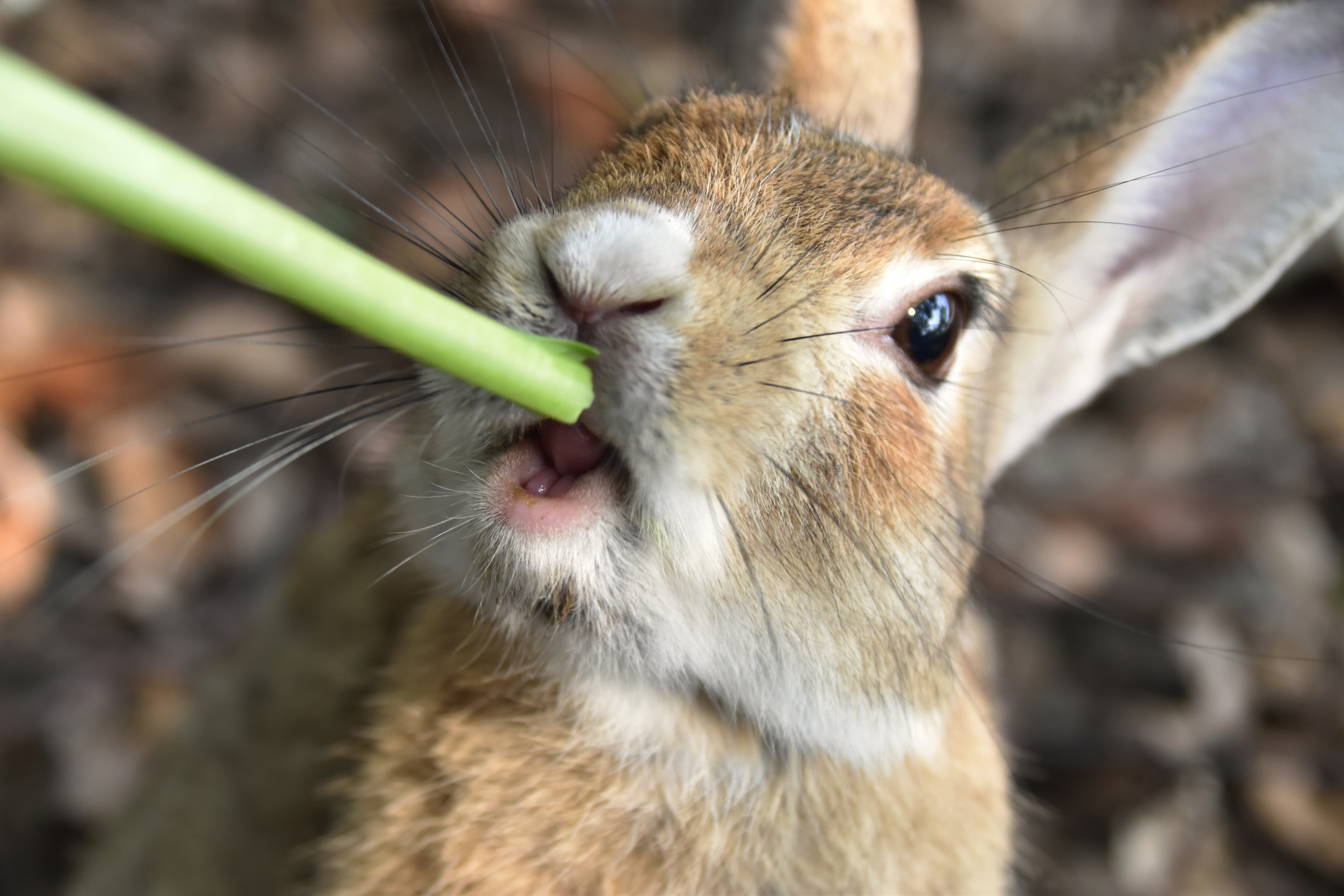 少し上を向きながら葉っぱを食べているうさぎ