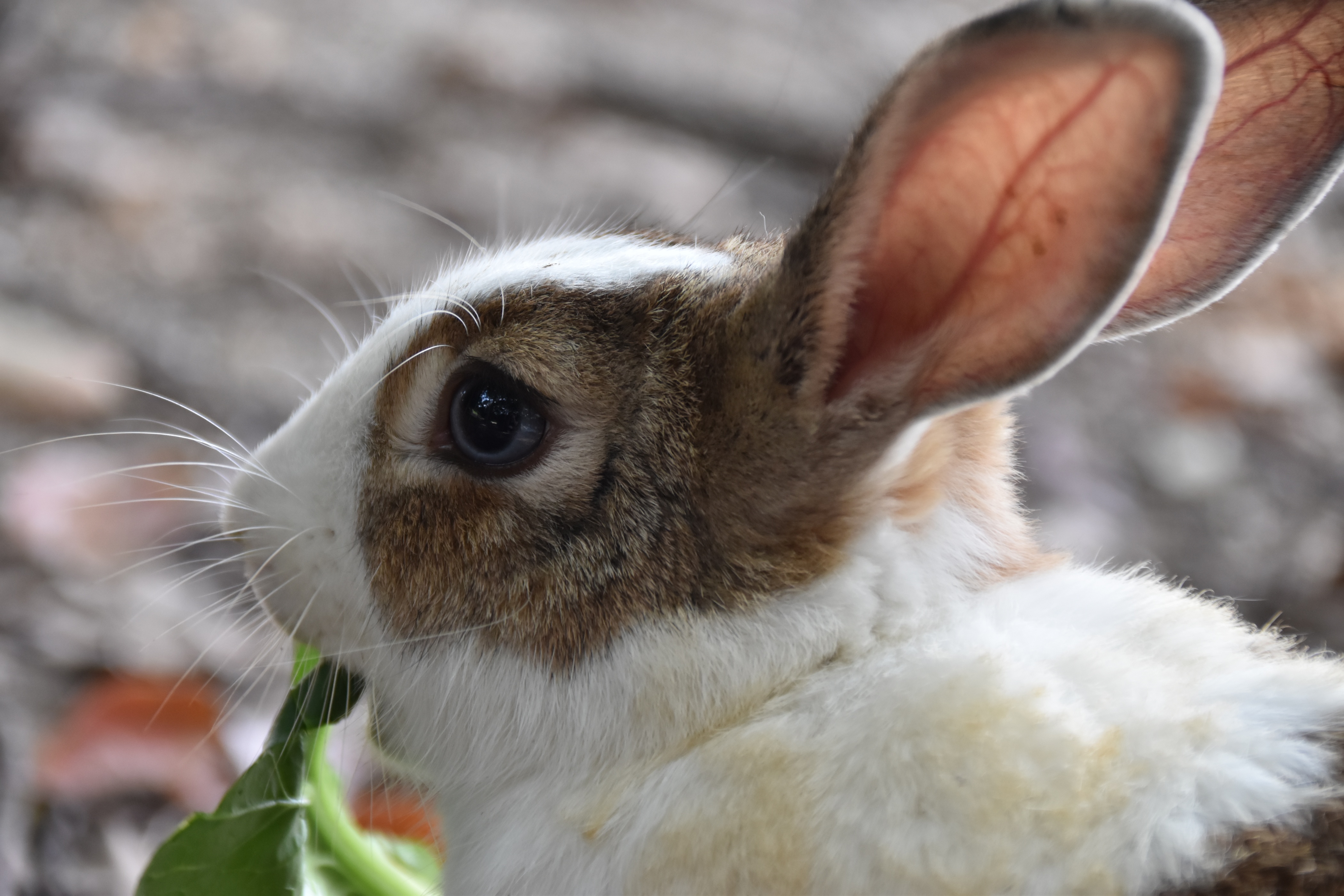前歯が少し見えながら葉っぱを食べているうさぎ