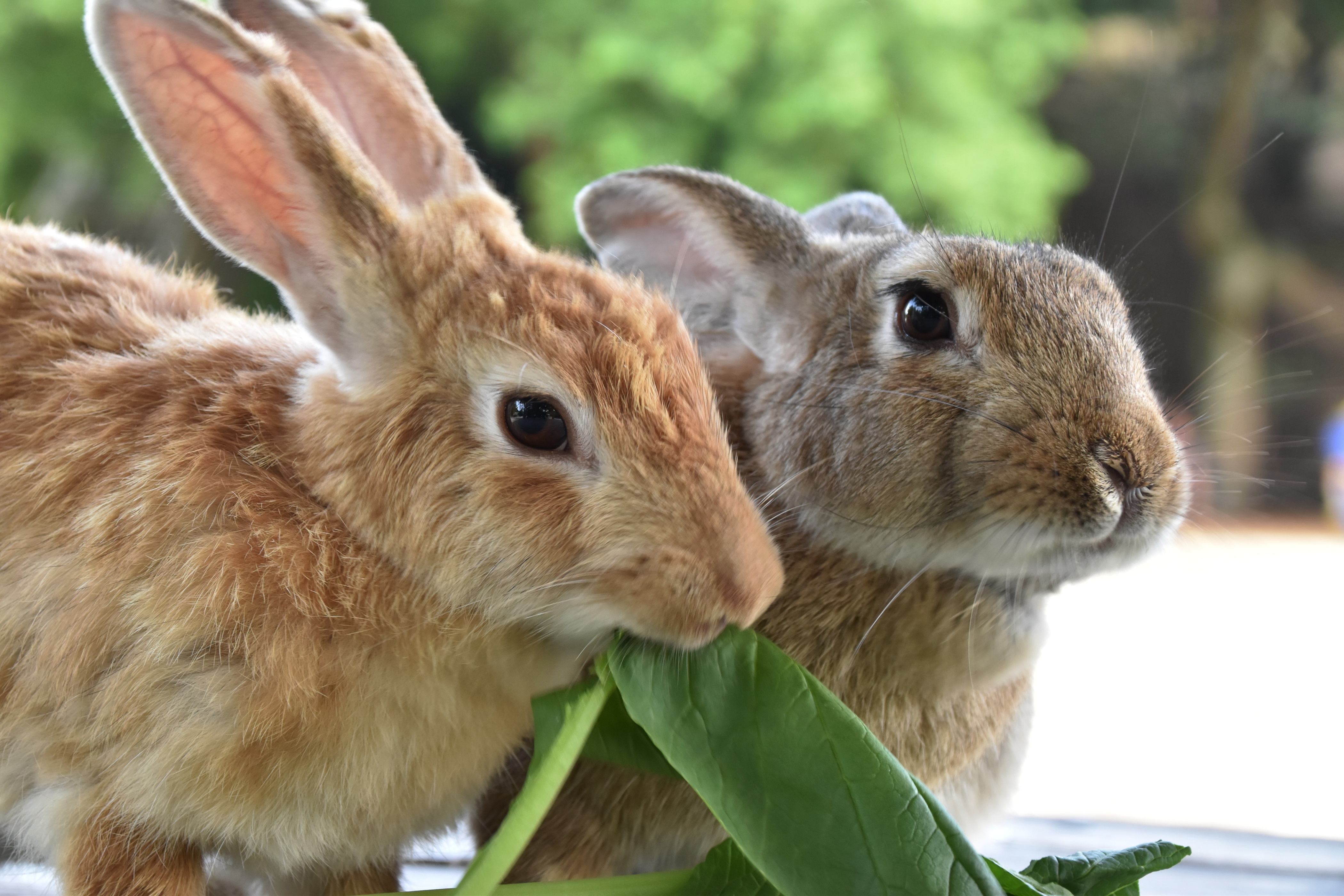 葉っぱをしっかりくわえているうさぎ