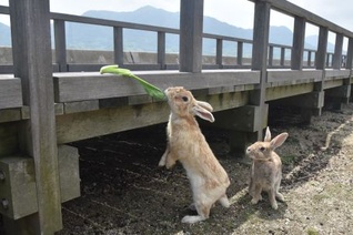 桟橋近くで海を背景にしたうさぎの写真