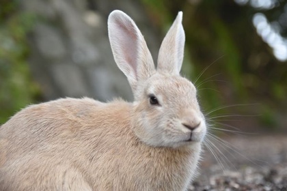 遠景の山や海とうさぎを一緒に写した写真