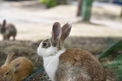 桟橋まわりでうさぎの位置が印象的に見える写真
