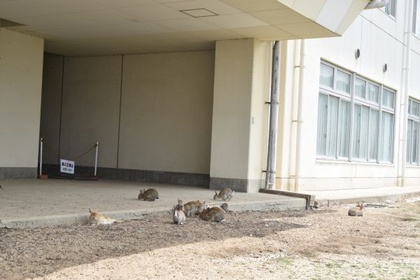 桟橋と海と遠景の中でうさぎが主役になっている写真