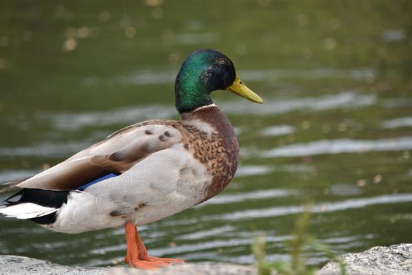 鳥どうしの距離や向きが音の気配まで想像させる水辺の鳥の写真