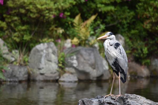 水辺の鳥の写真が単なる記録以上に感じられる理由を回収する写真