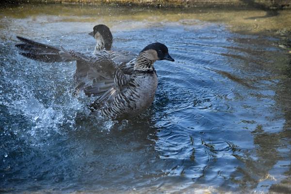水辺の空気が最初から無音に見えにくいことが伝わる鳥の写真