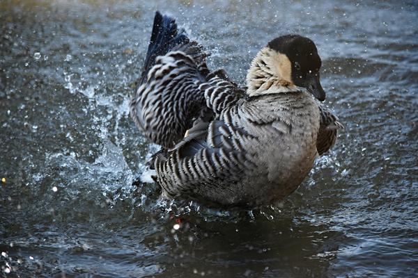 水しぶきや動きの気配が音を想像させる水辺の鳥の写真
