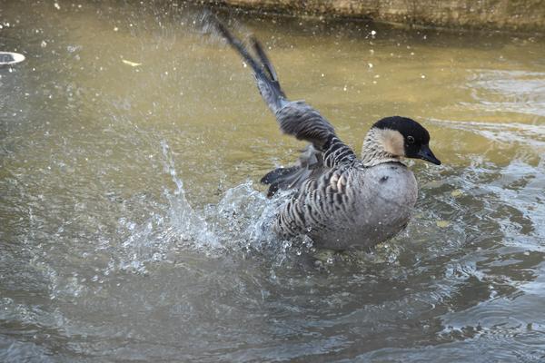羽や体の向きから動きの続きまで想像しやすくなる水辺の鳥の写真